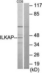 ILKAP Antibody