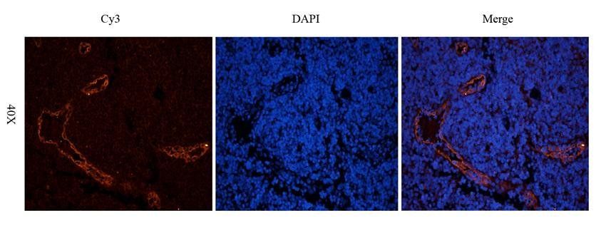 ILT2 antibody