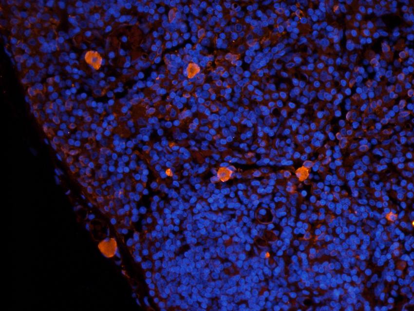 ILT2 antibody