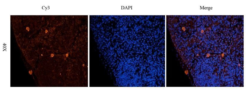 ILT2 antibody