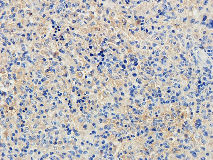 ILT2 antibody