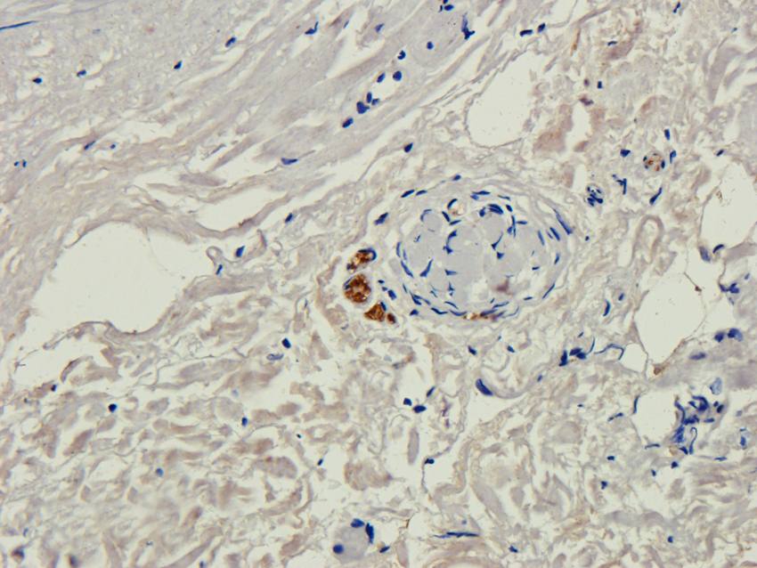 ILT2 antibody