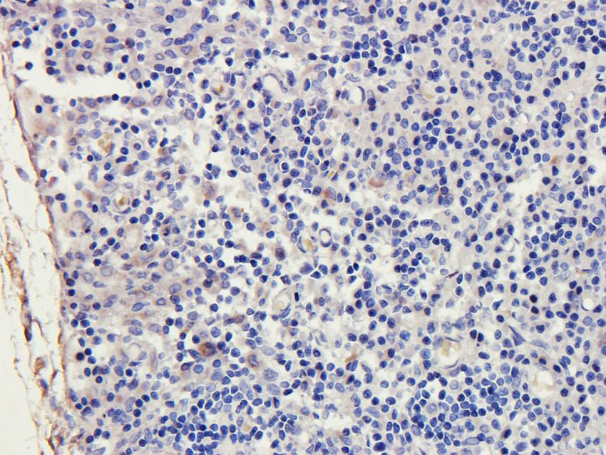 ILT2 antibody