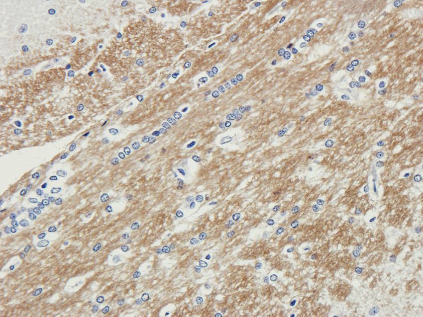 ILT2 antibody