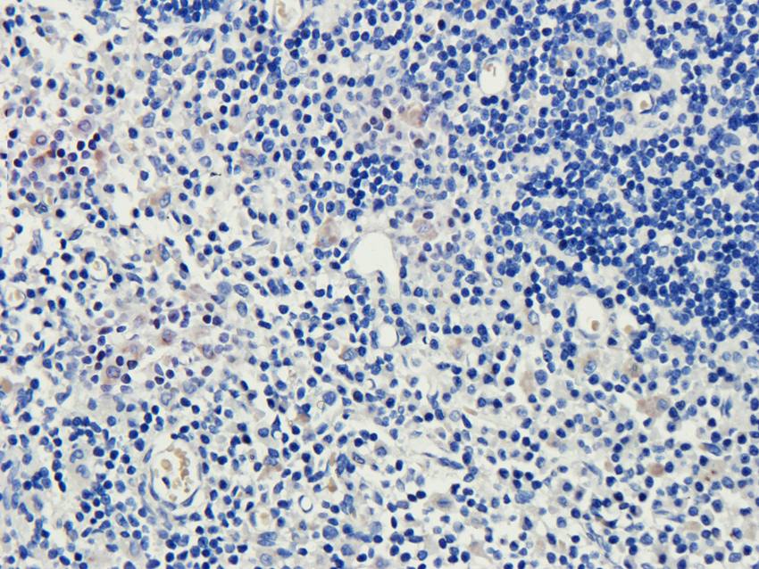 ILT2 antibody