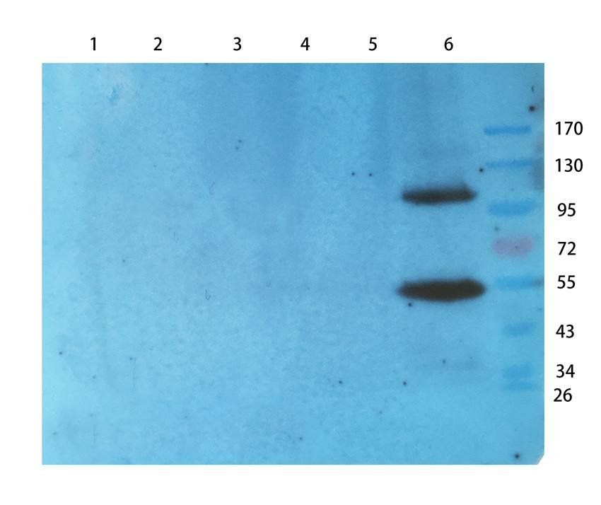 ILT2 antibody