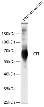 CFI antibody