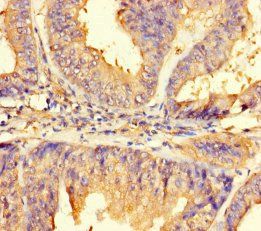 IMPACT Antibody
