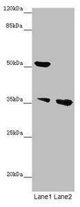 IMPACT antibody