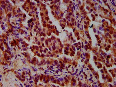 IMPDH1 antibody