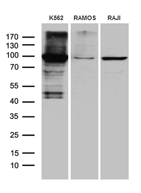 IMPDH2 Antibody