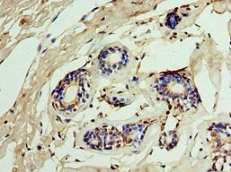 IMPDH2 antibody