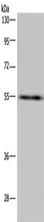 IMPDH2 Antibody
