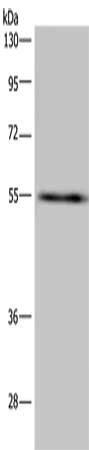 IMPDH2 antibody