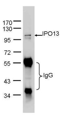 Importin 13 antibody [C3], C-term