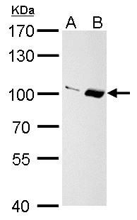 Importin 13 antibody [C3], C-term