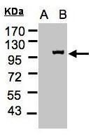 Importin 13 antibody [C3], C-term