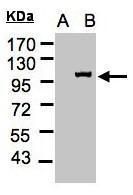 Importin 13 antibody