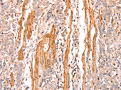 INA Antibody