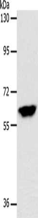 INA Antibody