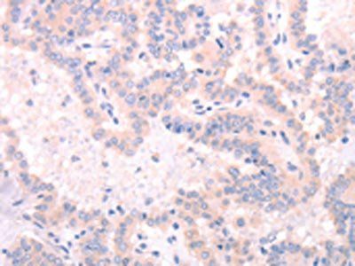 INA Antibody