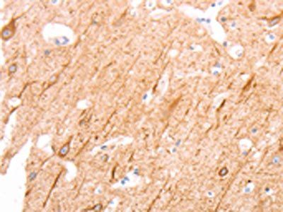INA Antibody