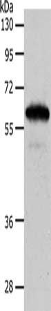 INA Antibody