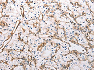 INA Antibody