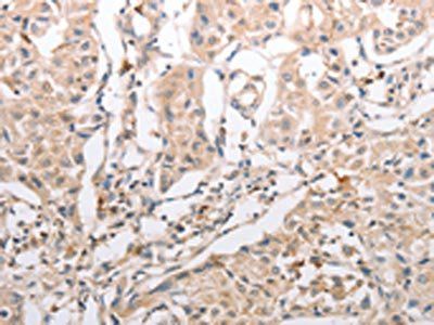 INA Antibody