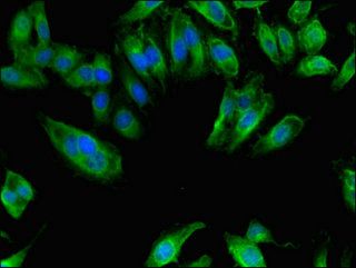 NAALADL2 Antibody