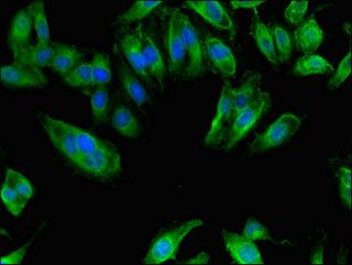 Inactive N-acetylated-alpha-linked acidic dipeptidase-like protein 2 antibody