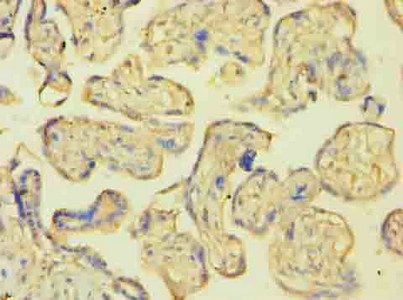 Inactive N-acetylated-alpha-linked acidic dipeptidase-like protein 2 antibody