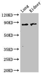 Inactive N-acetylated-alpha-linked acidic dipeptidase-like protein 2 antibody