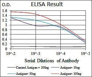 INCENP Antibody