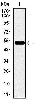 INCENP Antibody