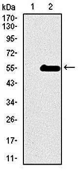 INCENP Antibody