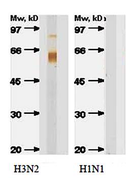 Influenza A Hemagglutinin H3 Antibody