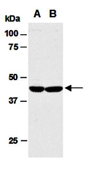 ING1 (M2) Antibody, Rabbit Polyclonal
