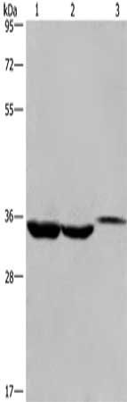 ING2 antibody