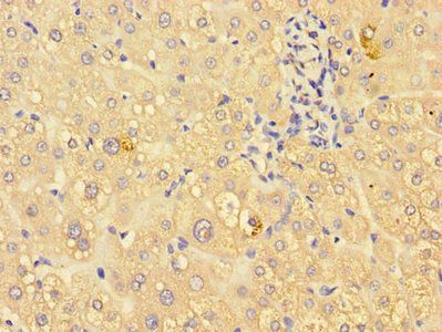 ING3 Antibody