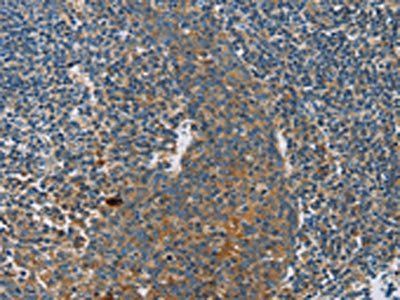 INHBA Antibody