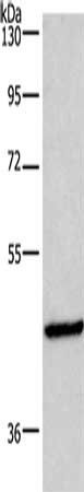 INHBA Antibody