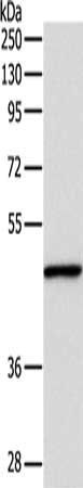 INHBA Antibody