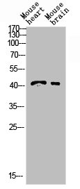 INHBB antibody