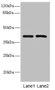 INHBC Antibody