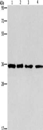 INHBC Antibody