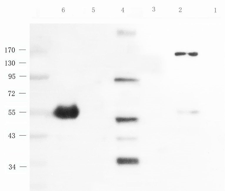 INHBE antibody