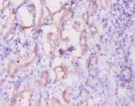 INHA Antibody