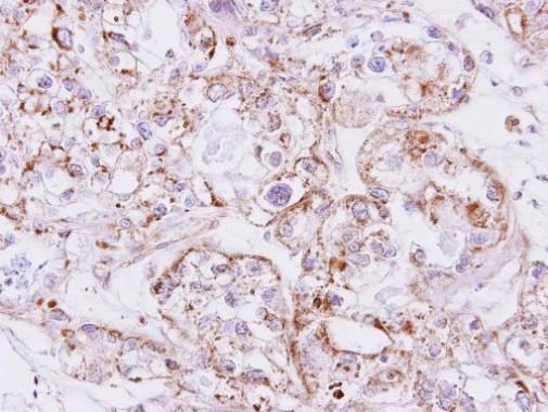 inhibin subunit beta A Antibody