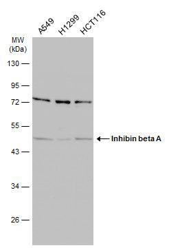 inhibin subunit beta A Antibody